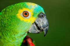 Blue-fronted Amazon Parrot (Amazona aestiva), The Pantanal, Mato Grosso, Brazil