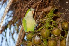 Monk Parakeet (Myiopsitta monachus) at nest, The Pantanal, Mato Grosso, Brazil Photo by: Peter Llewellyn