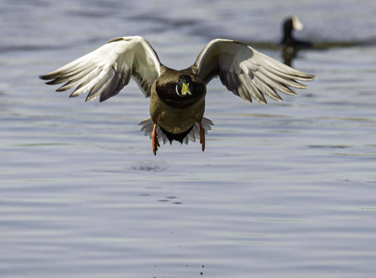 Mallard (anas platyrhynchos) landing on lake, George C. Reifel Migratory Bird Reserve, Vancouver , British Columbia, Canada