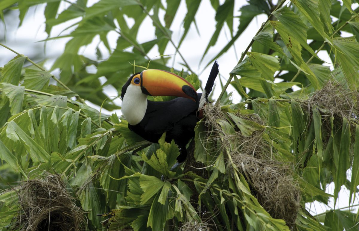 Toco Toucan (Ramphastos Toco) attacking nests in a tree, Jardim d' Amazonia Ecolodge, Mato Grosso, Brazil