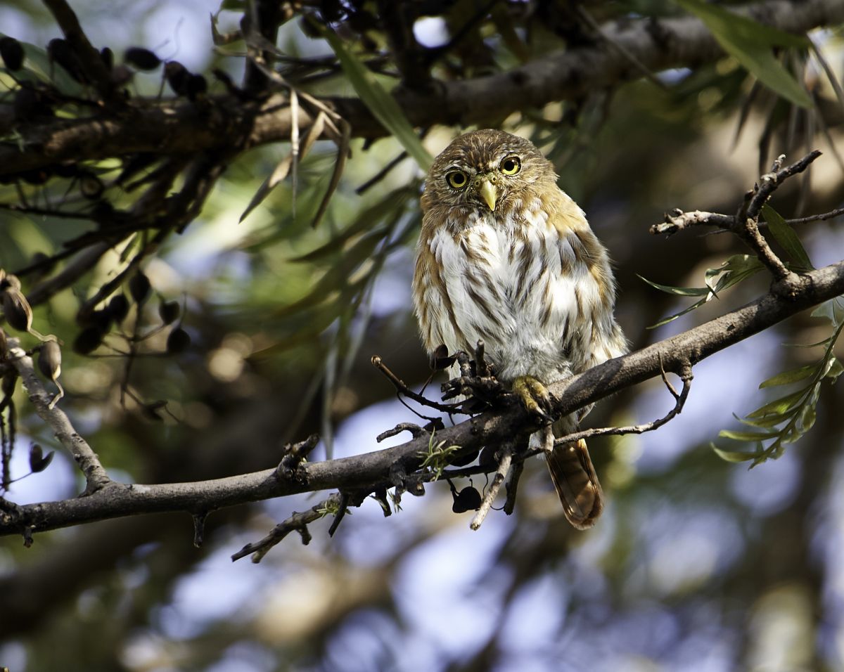Ferruginous Pygmy Owl (Glaucidium brasilianum) perched in a tree, Jocotopec, Jalisco, Mexico