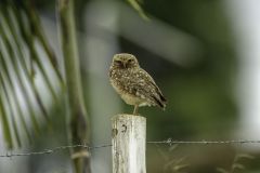Burrowing Owl (Athene cunicularia) perched on a fence post, Sucandi, Suzano, Sao Paulo, Brazil