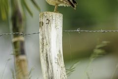 Burrowing Owl (Athene cunicularia) perched on a fence post, Sucandi, Suzano, Sao Paulo, Brazil