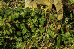 Green Iguana (Iguana iguana) in tree, Arthur C Marshall Wildlife Reserve, Loxahatchee, Florida.
