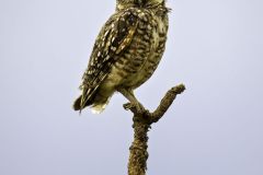 Burrowing Owl (Athene cunicularia) perched on tree branch, Chapada dos Guimaraes , Mato Grosso, Brazil