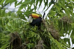 Toco Toucan (Ramphastos Toco) attacking nests , Jardim d' Amazonia Ecolodge, Mato Grosso, Brazil