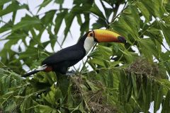 Toco Toucan (Ramphastos Toco) attacking nests , Jardim d' Amazonia Ecolodge, Mato Grosso, Brazil