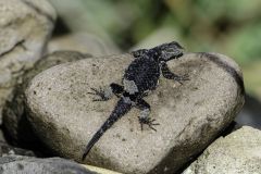 Horrible Spiny Lizard (Sceloporus horridus) basking on rocks beside Lake Chapala, Jocotopec, Jalisco, Mexico