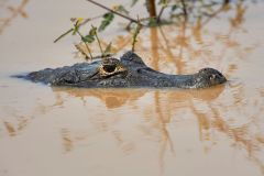 Yacare Caiman (Caiman yacare) swimming in wetland, Araras Ecolodge, The Pantanal, Mato Grosso, Brazil