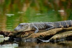Alligator-on-bank-