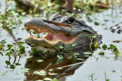 Alligator-close-up-