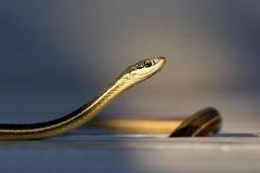 Eastern-ribbon-snake-