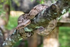 Red-tailed Boa (Boa constrictor) on tree branch, Jardim da Amazonia Lodge, Mato Grosso, Brazil Photo by: Peter Llewellyn