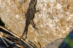 Horrible Spiny Lizard (Scelopous horridus) - Jocotopec, Jalisco, Mexico at edge of Lake Chapala Jocotopec, Jalisco, Mexico