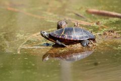 Painted turtle (Chrysemys picta) along edge of wetland, French Basin trail, Annapolis Royal, Nova Scotia, Canada,