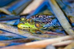 Green frog (Rana clamitans) in a pond, Upper Clements, Annapolis Royal, Nova Scotia, Canada,