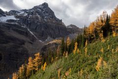 Larch trees (Larix decidua) with Haddo Peak behind, Saddle Mountain Trail, Banff National Park, Alberta, Canada,