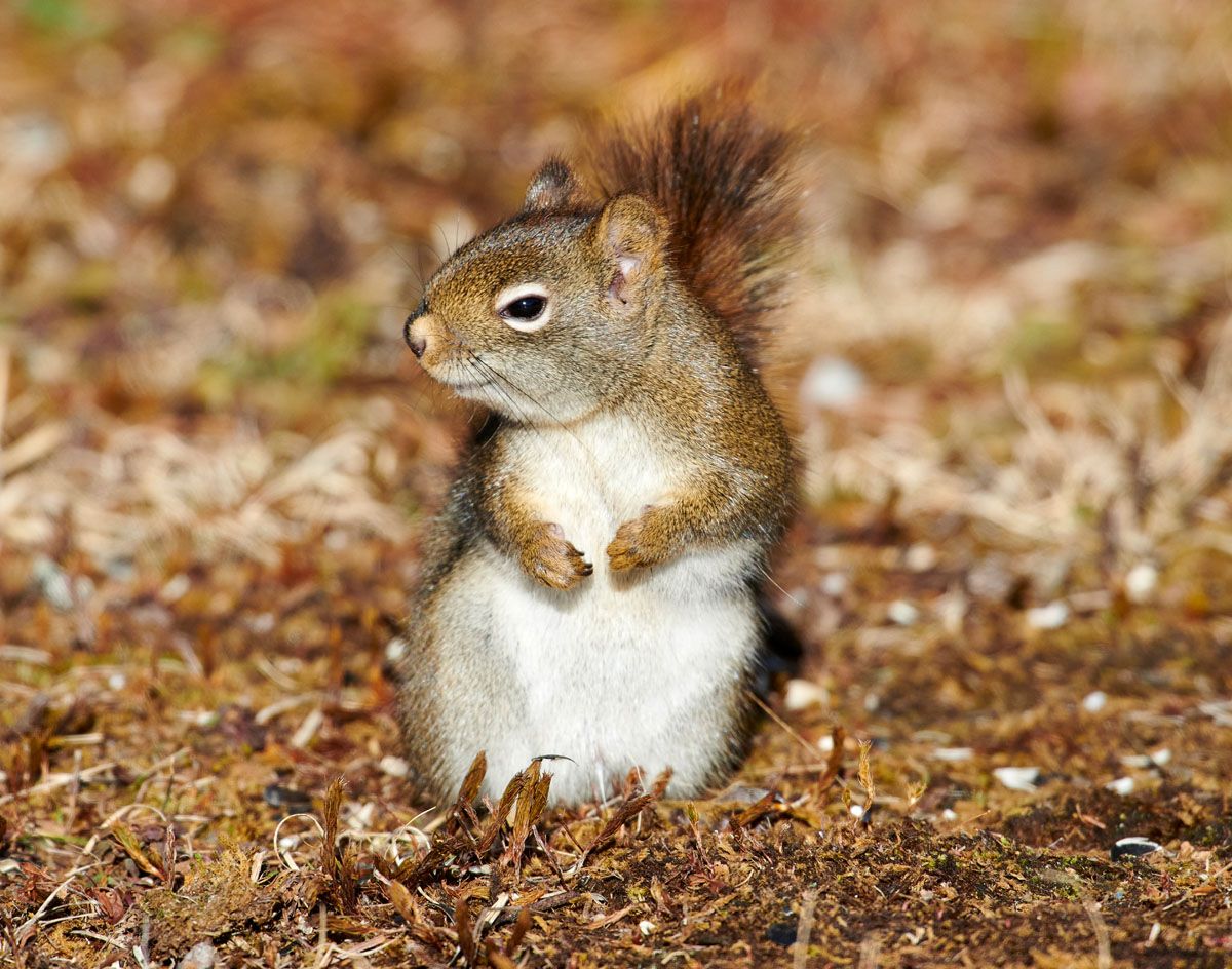 Red Squirrel (Tamiasciurus hudsonicus), Cherry Hill, Nova Scotia, Canada,