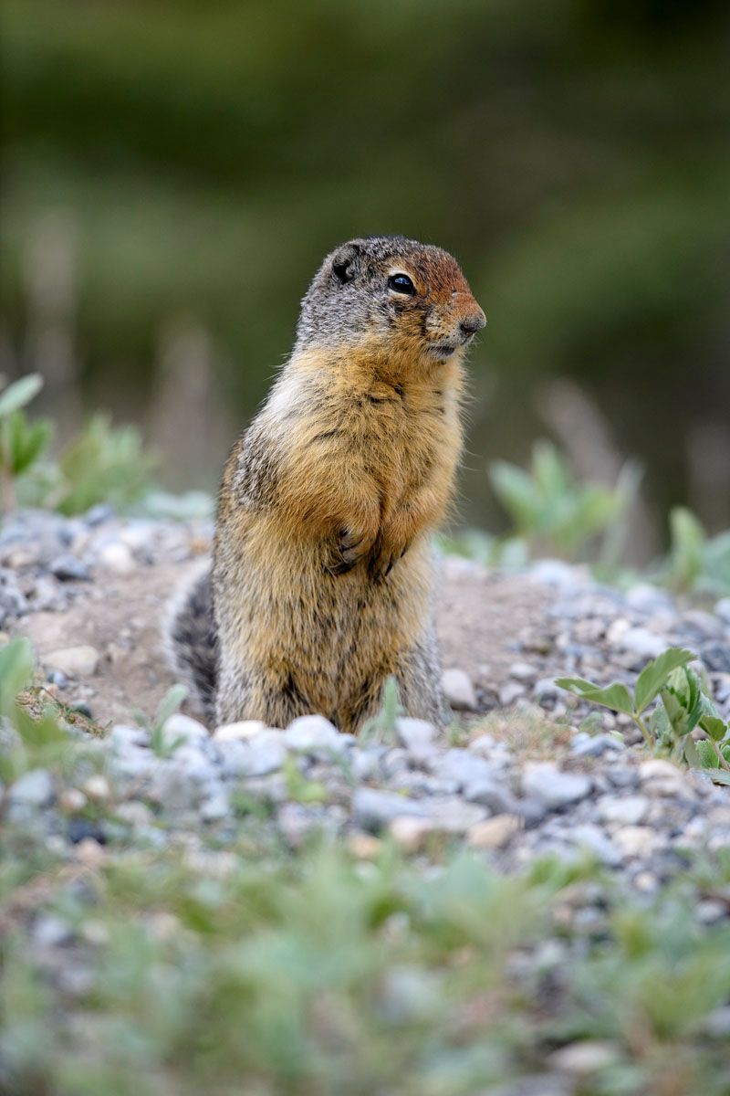 Columbian ground squirrel (Spermophilus columbianus), Spary Lakes Provincial Park, Kananaskis Country, Alberta, Canada