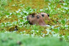 Capybara (Hydrochoerus hydrochaeris) swimming in small pond, Araras Ecolodge, Mato Grosso, Brazil (Photo: Peter Llewellyn)