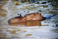 Two Capybara (Hydrochoerus hydrochaeris) swimming, The Pantanal, Mato Grosso, Brazil