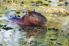Capybara (Hydrochoerus hydrochaeris), The Pantanal, Mato Grosso, Brazil