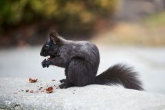 Eastern gray squirrel or grey squirrel (Sciurus carolinensis) - melanistic subgroup, St. James' Cathedral, Toronto , Ontario, Canada