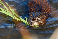 Muskrat (Ondatra zibethicus) towing a fresh catkin to it’s lodge, Annapolis Royal Marsh, French Basin trail, Annapolis Royal, Nova Scotia, Canada