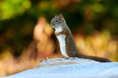 Red Squirrel (Tamiasciurus hudsonicus) Cherry Hill, Nova Scotia, ,