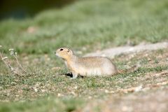 Richardson's ground squirrel (spermophilus richardsonii), Frank Lake, Alberta, Canada,