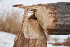 Tree felled by beaver, Calgary, Alberta, Canada