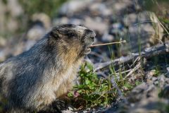 Hoary marmot (Marmota caligata), Spray Lakes Provincial Park, Kananaskis Country, Alberta, Canada.