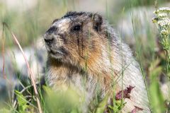 Hoary marmot (Marmota caligata), Spray Lakes Provincial Park, Kananaskis Country, Alberta, Canada.