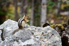 Golden-mantled ground squirrel (Spermophilus lateralis) Plain of the Six Glaciers Tea House, Banff National Park, Lake Louise, Alberta, Canada,