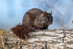Eastern gray squirrel (Sciurus carolinensis), Princess Island Park, Calgary, Alberta, Canada