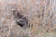 American beaver (Castor canadensis) cutting down a small tree, Princess Island Park, Calgary, Alberta, Canada