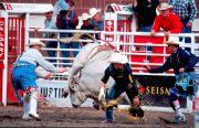 Calgary Exhibition and Stampe Rodeo, July 2000
