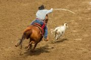 Calf roping, Calgary Exhibition and Stampede Rodeo, July 2001