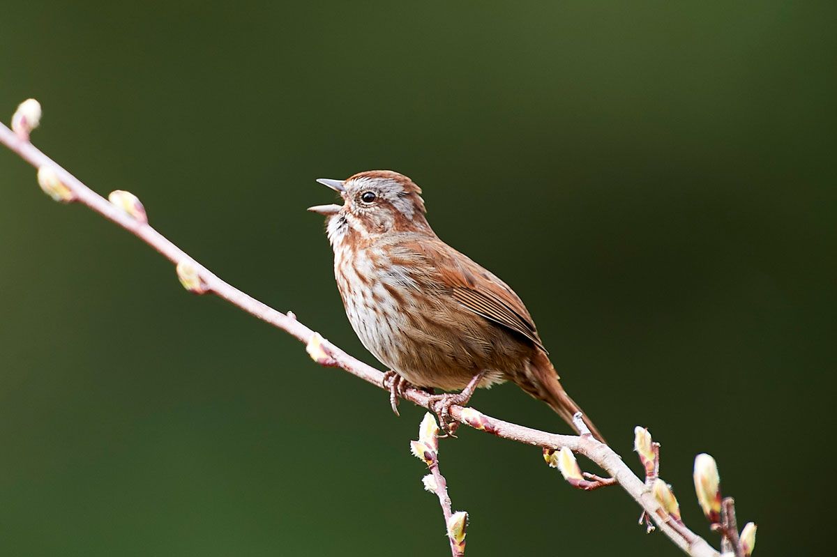 song-sparrow-