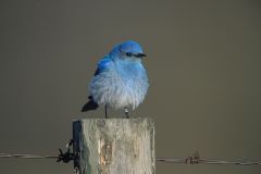Mountain Bluebird (Sialia currucoides), Big Springs Provincial Park, Near Calgary, Alberta, Canada - Photo: Peter Llewellyn