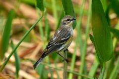 Yellow-rumped-Warbler-