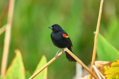 Red-winged-blackbird-