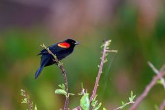 Red winged Blackbird Agelaius phoeniceus Wakodahatchee Wetlands Delray Beach Florida USA