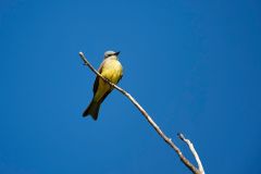 Tropical Kingbird (Tyrannus melancholicus), perched in a tree Jocotopec, Jalisco, Mexico