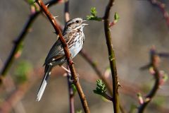 Song Sparrow (Melospiza melodia) perched in tree, Annapolis Royal Marsh, French Basin trail, Annapolis Royal, Nova Scotia, Canada