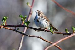 Song Sparrow (Melospiza melodia) perched in tree, Annapolis Royal Marsh, French Basin trail, Annapolis Royal, Nova Scotia, Canada