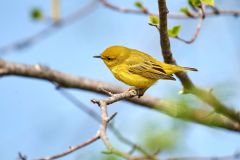 Yellow Warbler (Dendroica petechia) perched in a tree, French Basin trail, Annapolis Royal, Nova Scotia, Canada,