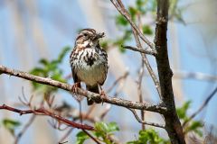 Song Sparrow (Melospiza melodia) with insects in beak, French Basin trail, Annapolis Royal, Nova Scotia, Canada,