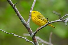 Male American Yellow Warbler (Dendroica petechia) perched in a tree Broad Cove, Nova Scotia, Canada,