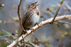 Song-sparrow-